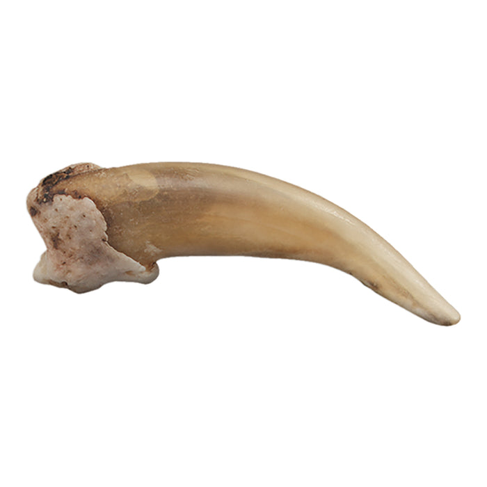 Real American Badger Claw