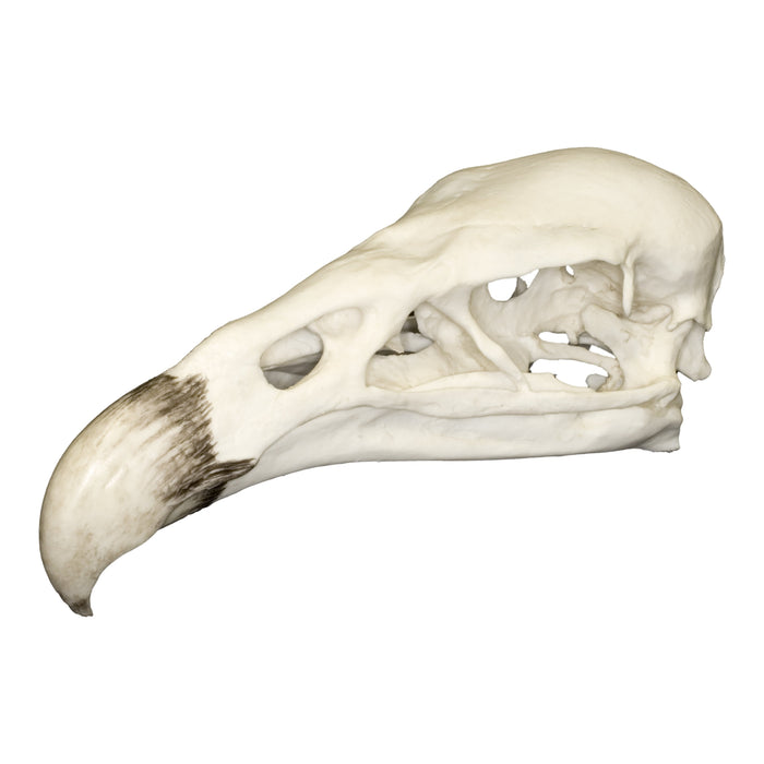 Replica California Condor Skull