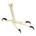 Replica California Condor Foot