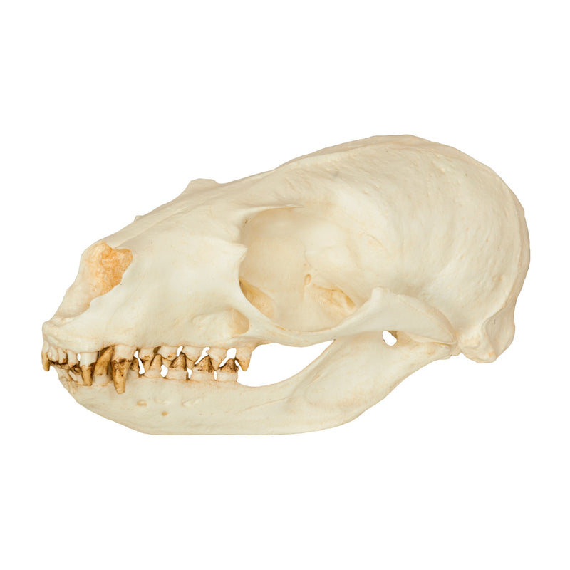 Replica California Sea Lion Skull - Female