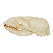Replica California Sea Lion Skull - Female