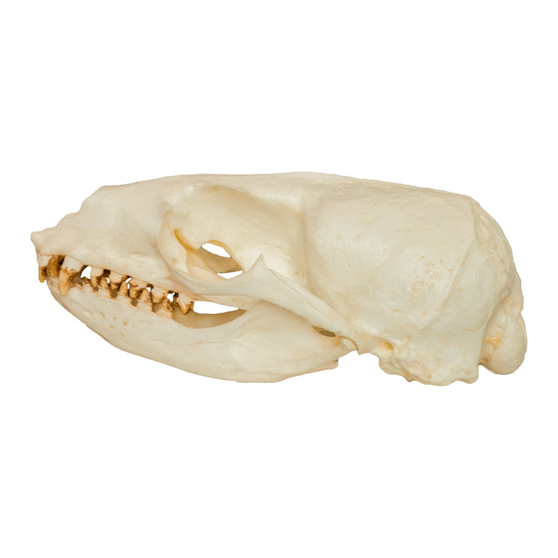 Replica California Sea Lion Skull - Female