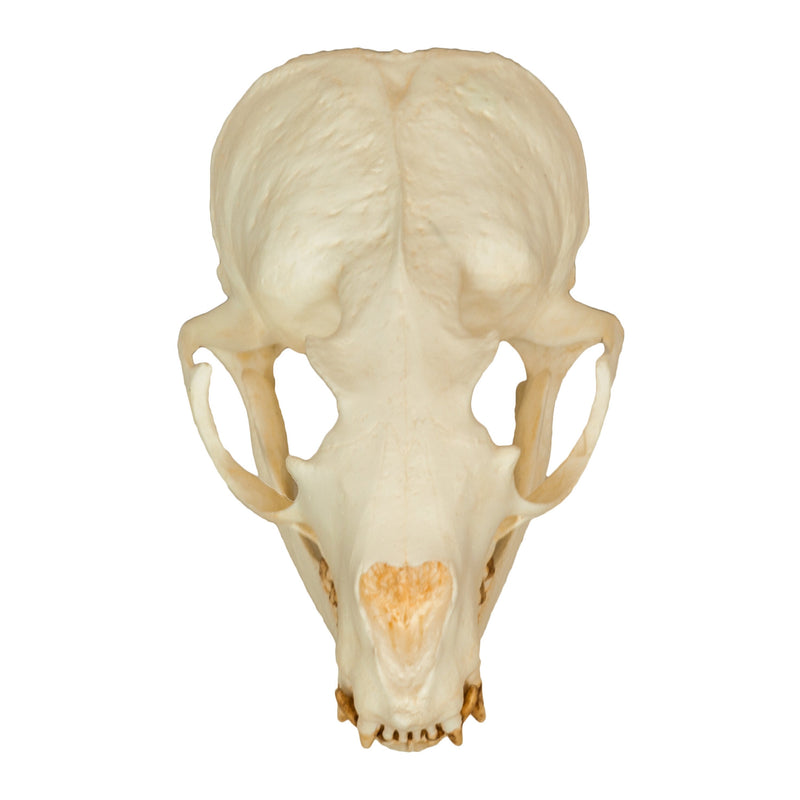 Replica California Sea Lion Skull - Female