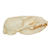 Replica California Sea Lion Skull - Female