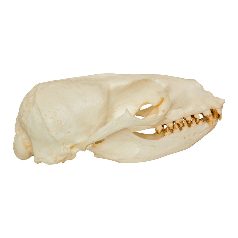 Replica California Sea Lion Skull - Female