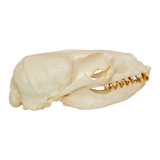 Replica California Sea Lion Skull - Female
