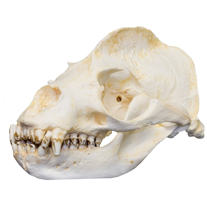 Replica California Sea Lion Skull - Male