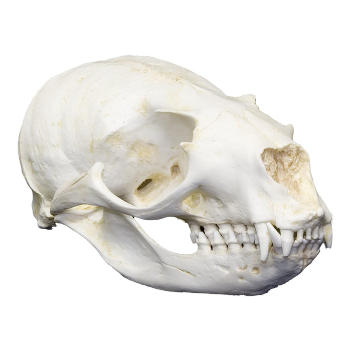 Replica California Sea Lion Skull (Female)