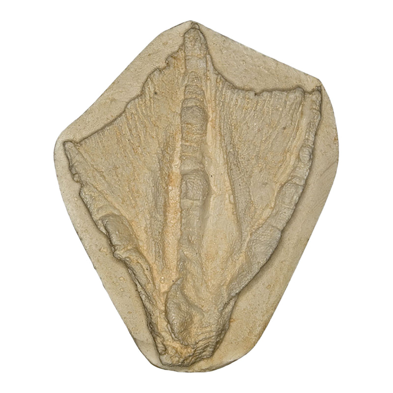 Replica Goose Negative Footprint