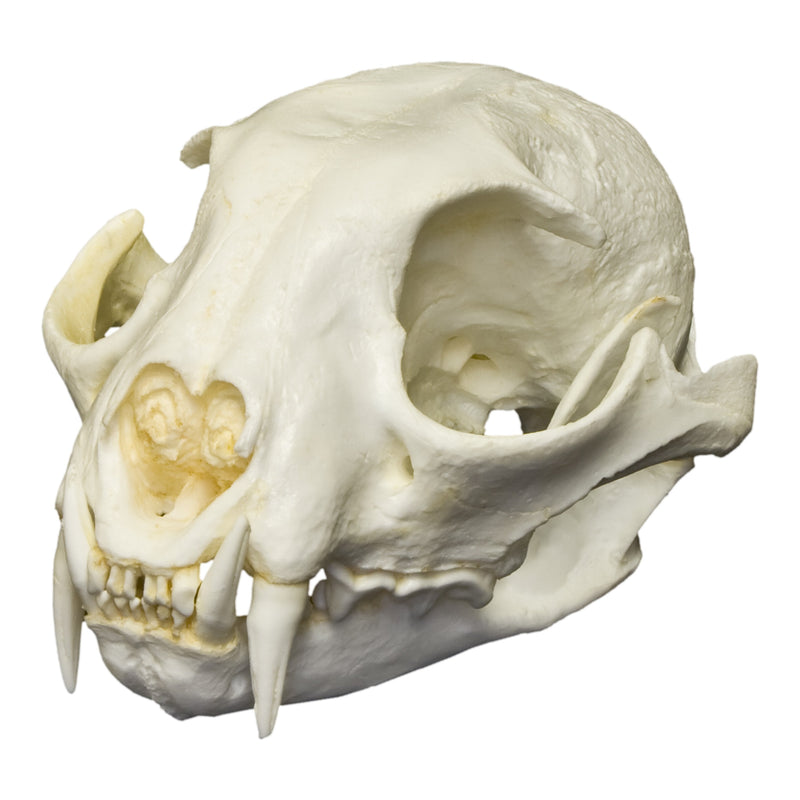 Replica Canadian Lynx Skull