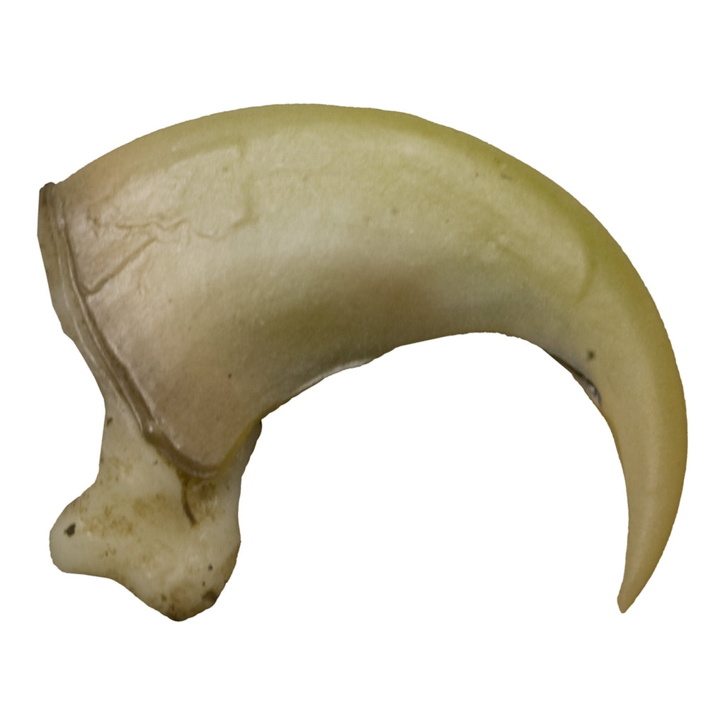 Replica Canadian Lynx Claw For Sale — Skulls Unlimited
