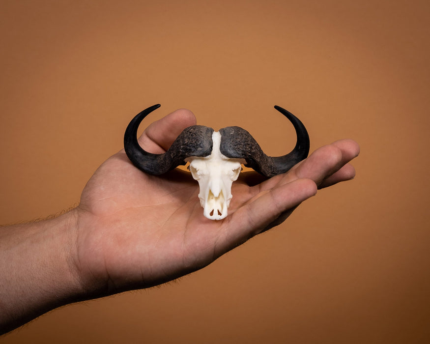 SKULLIES - Miniature Cape Buffalo Skull