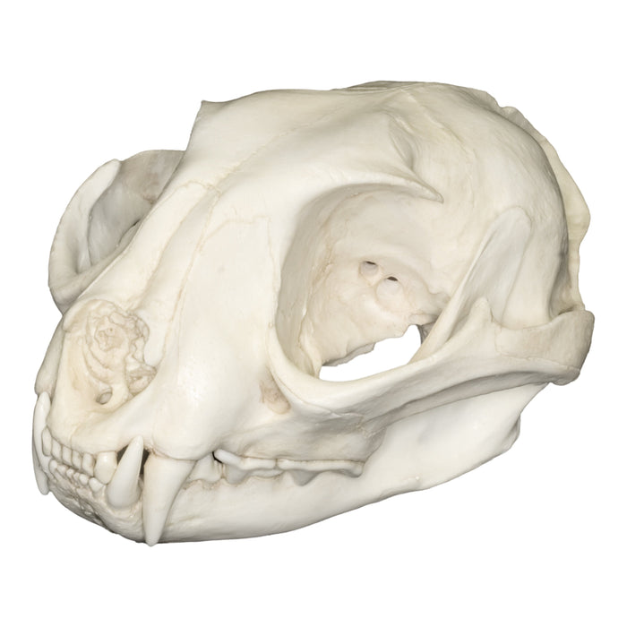 Replica Caracal Skull