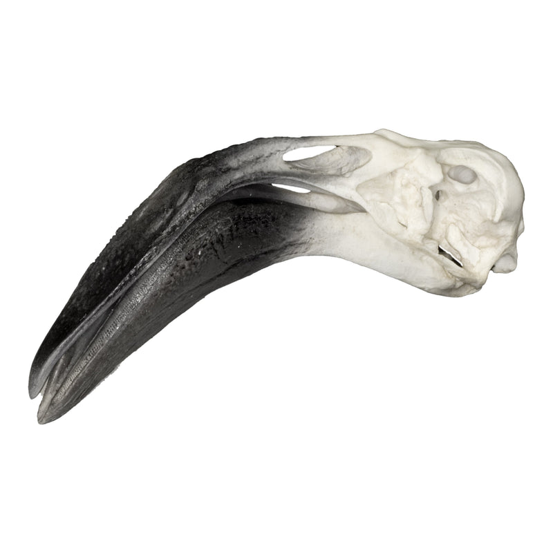 Replica Caribbean Flamingo Skull