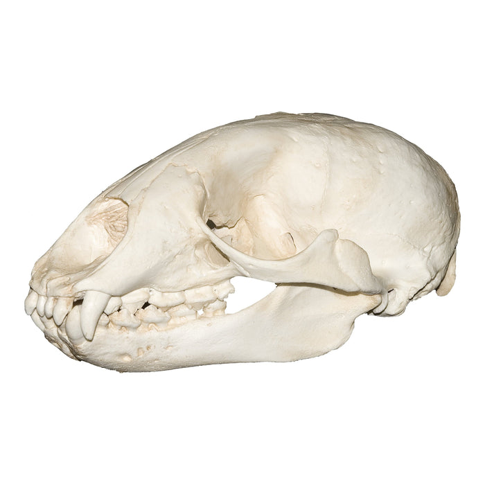 Replica Caribbean Monk Seal Skull