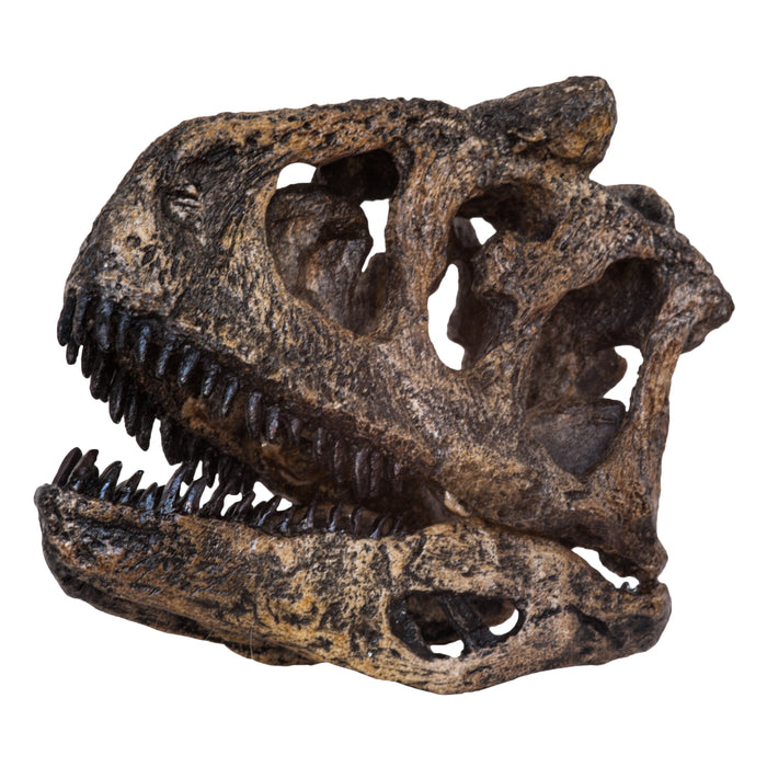 Replica Carnotaurus Skull