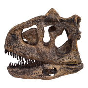 Replica Carnotaurus Skull