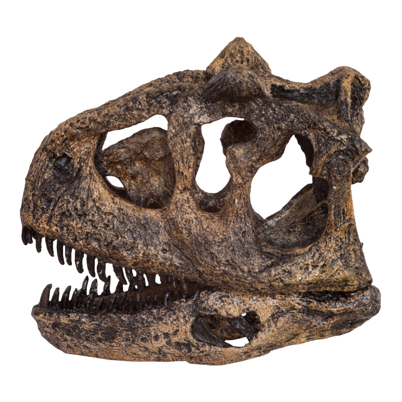 Replica Carnotaurus Skull