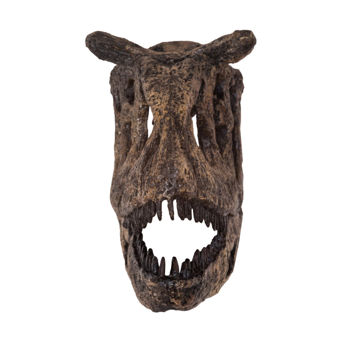 Carnotaurus fossil shop for sale