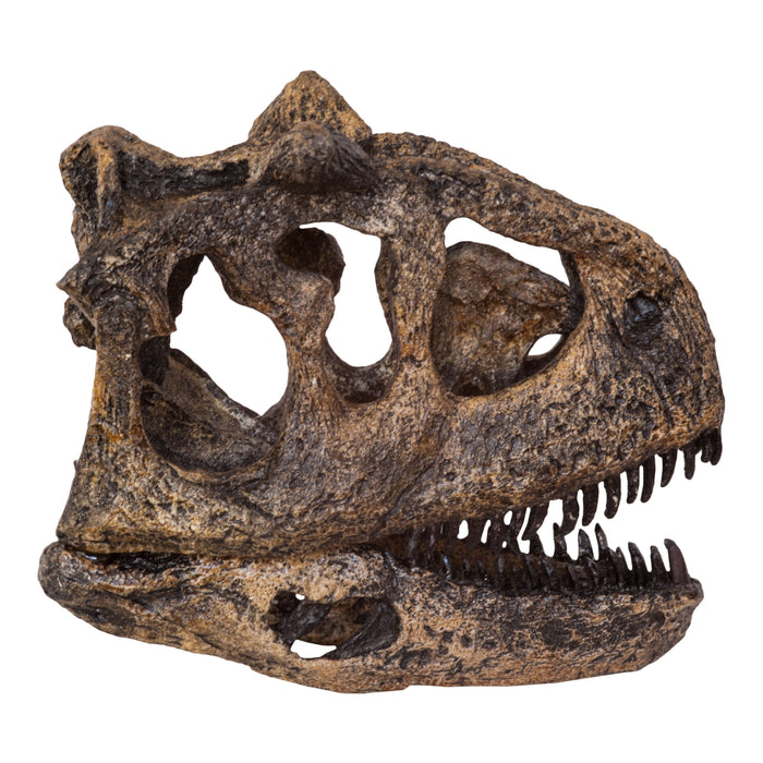 Replica Carnotaurus Skull