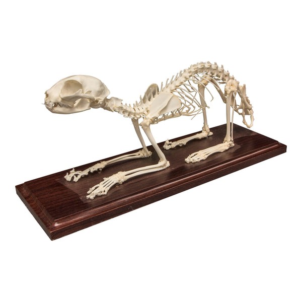 Real Domestic Cat Skeleton - Economy
