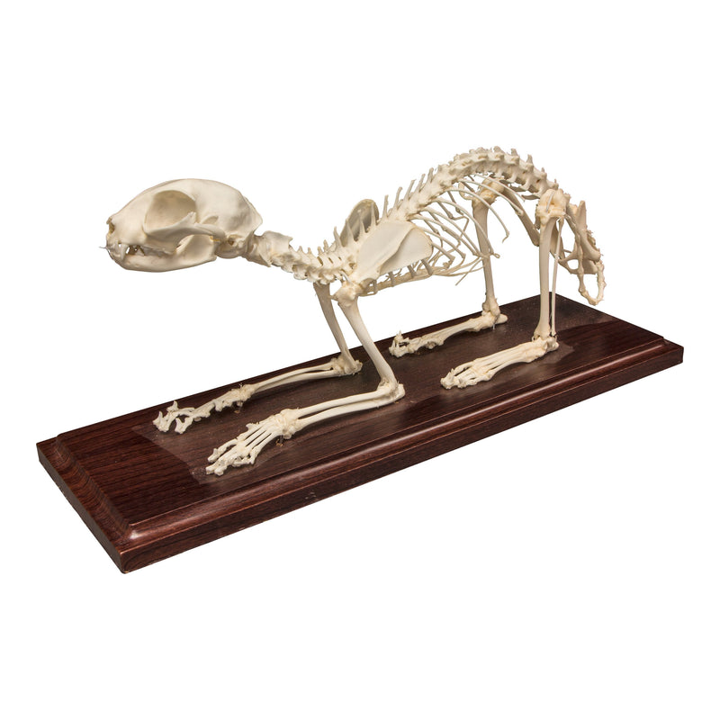 Real Domestic Cat Skeleton - Economy