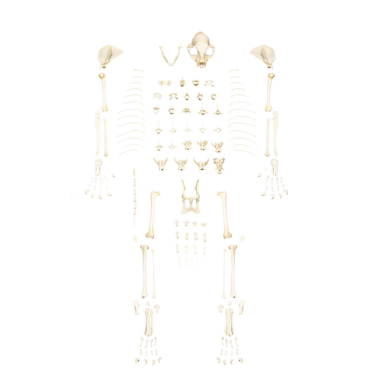 Real Domestic Cat Skeleton by Skulls Unlimited For Sale — Skulls