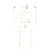 Real Domestic Cat Skeleton by Skulls Unlimited