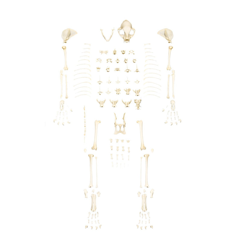 Real Domestic Cat Skeleton by Skulls Unlimited