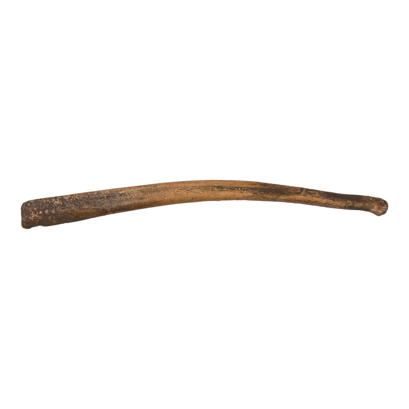 Replica Cave Bear Baculum
