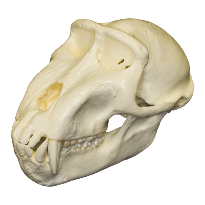 Replica Celebes Macaque Monkey Skull