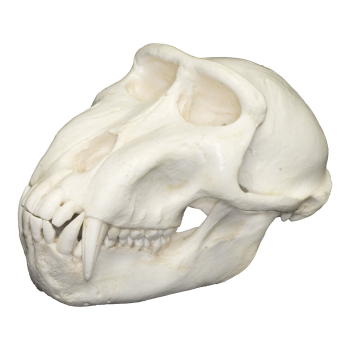 Replica Celebes Macaque Monkey Skull