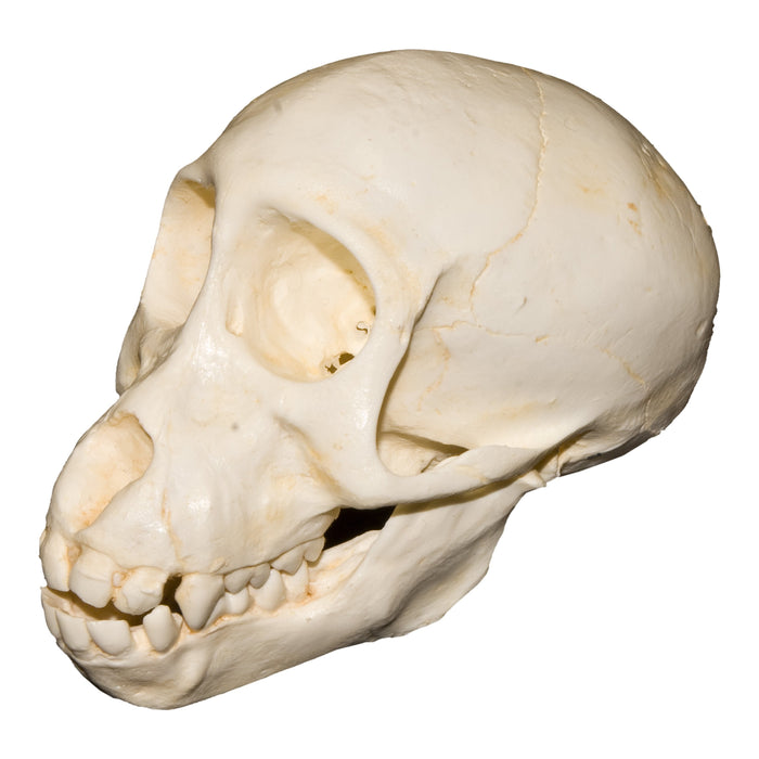 Replica Chacma Baboon Skull - Juvenile