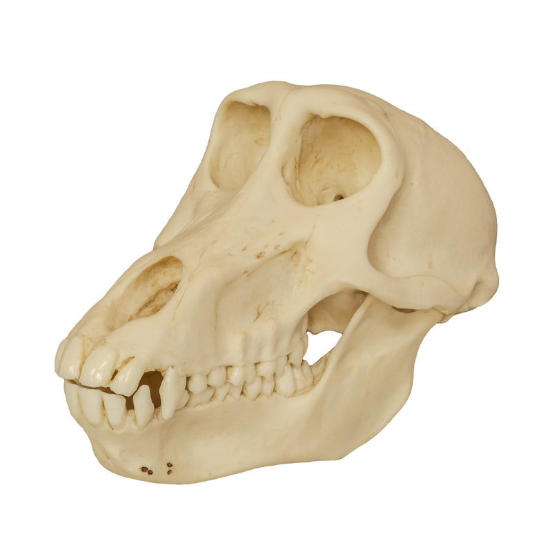 Replica Chacma Baboon Skull - Female