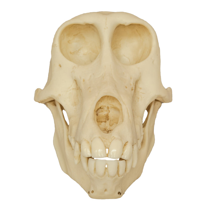Replica Chacma Baboon Skull - Female