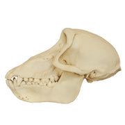 Replica Chacma Baboon Skull - Female