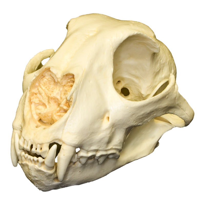 Replica Cheetah Skull - Female