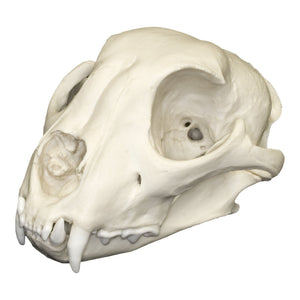 Replica Cheetah Skull For Sale — Skulls Unlimited International, Inc.