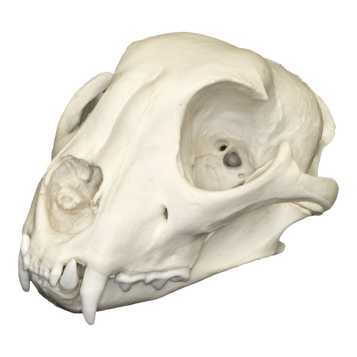 Replica Cheetah Skull