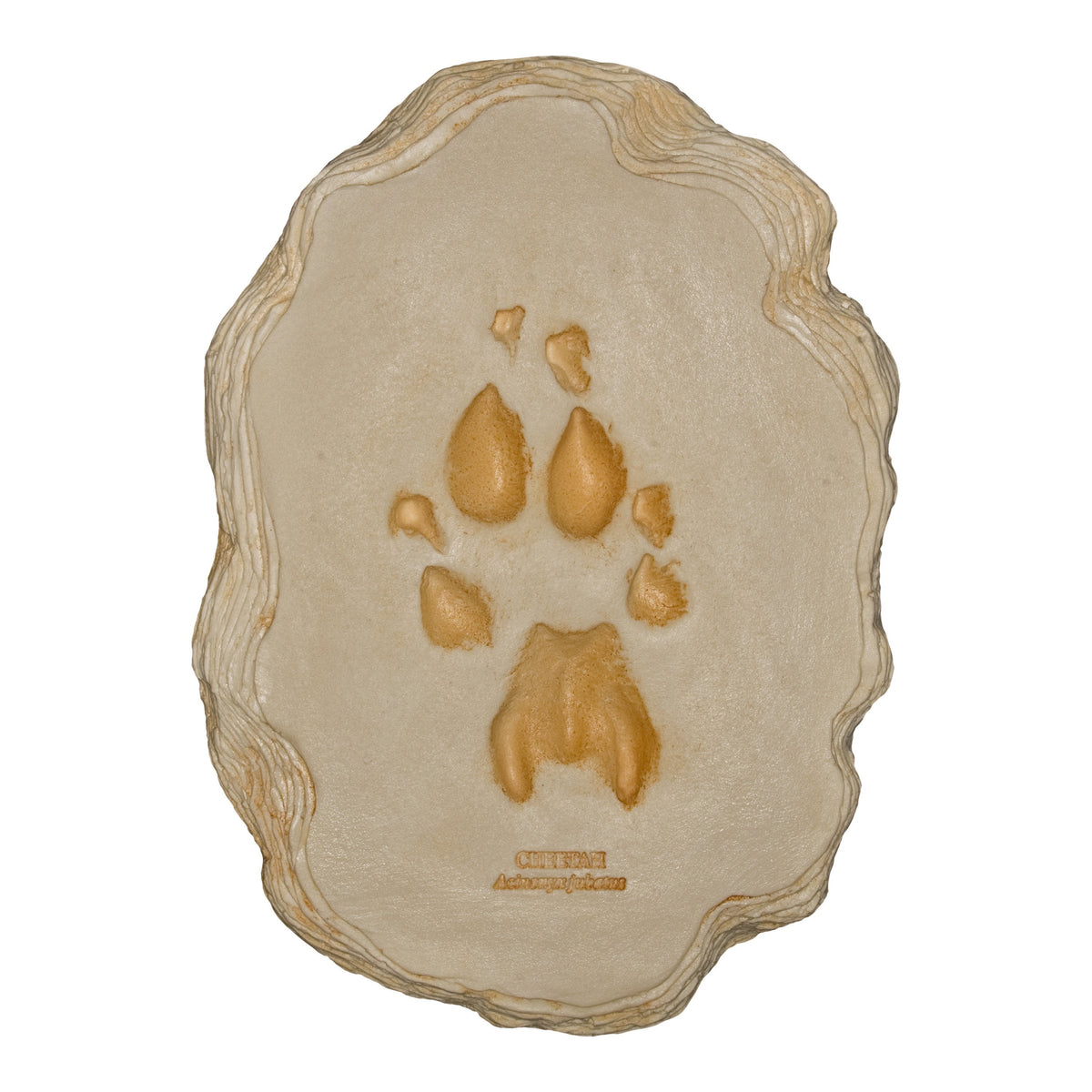 Cheetah Footprint (22x16cm) For Sale — Skulls Unlimited