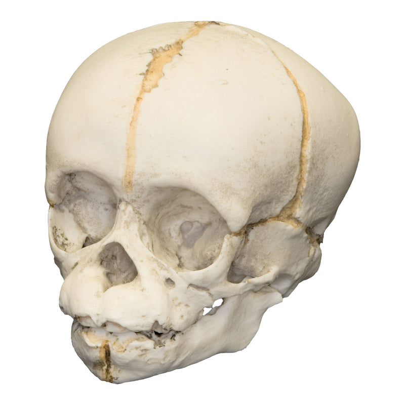 Replica Chimpanzee Fetal Skull