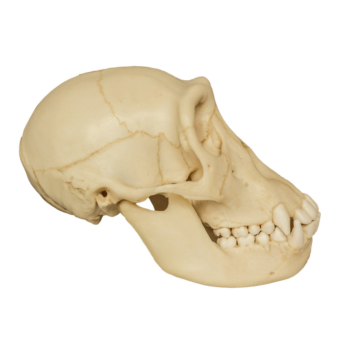 Replica Chimpanzee Juvenile Skull