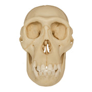 Replica Chimpanzee Juvenile Skull