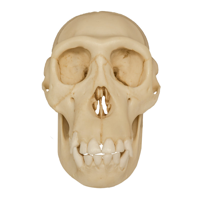 Replica Chimpanzee Juvenile Skull