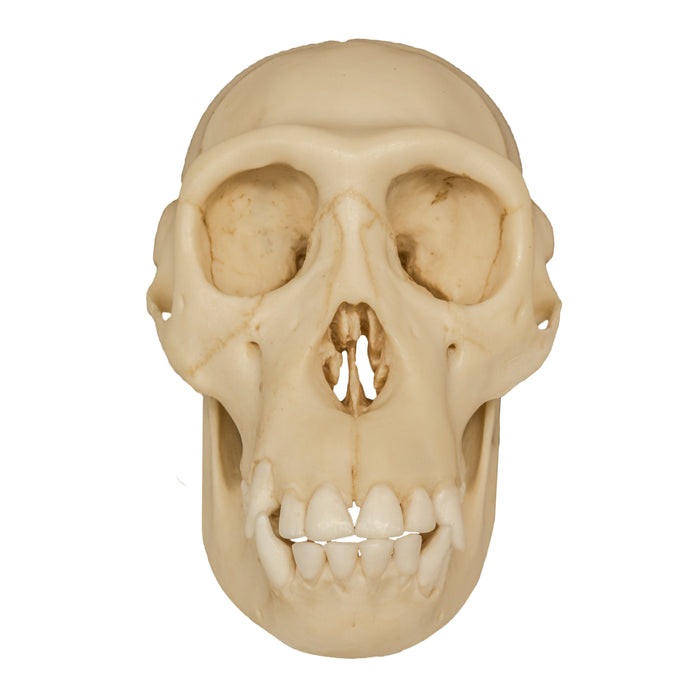 Replica Chimpanzee Juvenile Skull