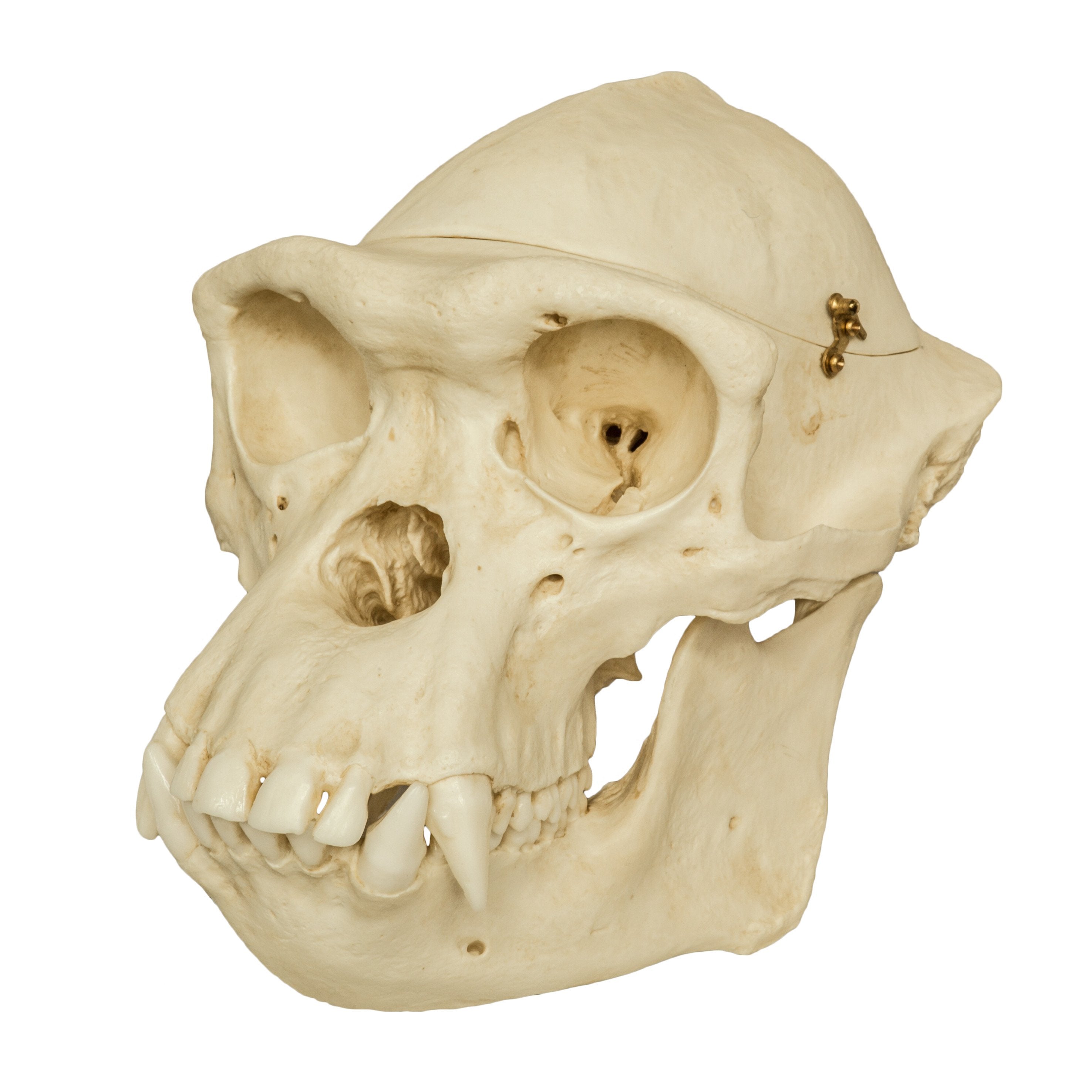 Replica Chimpanzee Male Skull with Calvarium Cut For Sale — Skulls