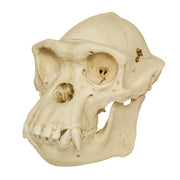 Replica Chimpanzee Male Skull with Calvarium Cut