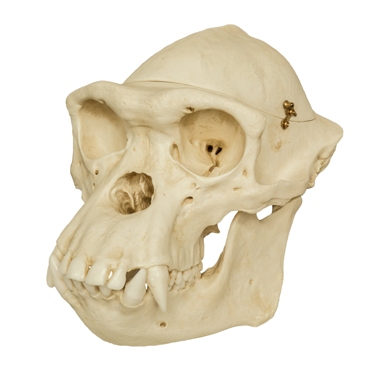 Replica Chimpanzee Male Skull with Calvarium Cut For Sale — Skulls