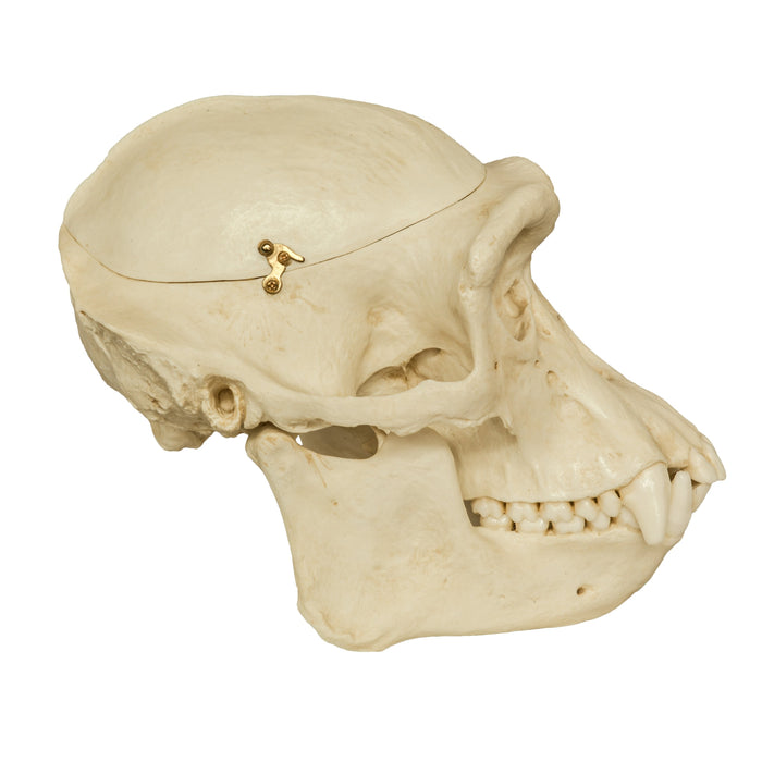Replica Chimpanzee Male Skull with Calvarium Cut