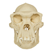 Replica Chimpanzee Male Skull with Calvarium Cut